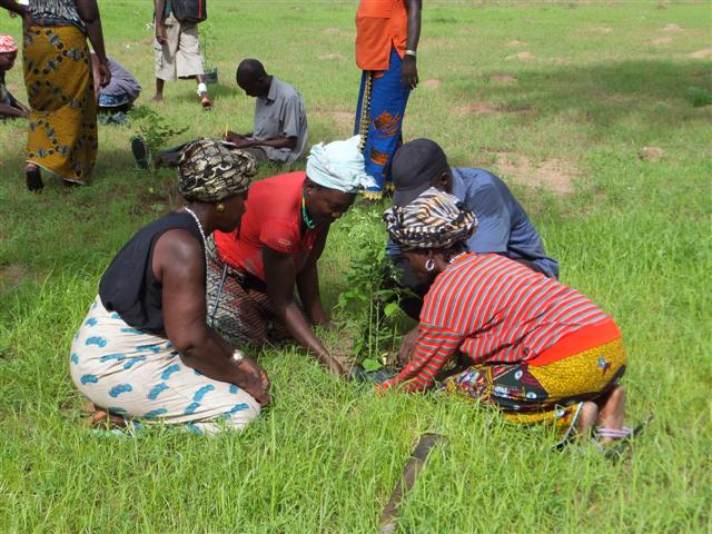 PLANTING TREES TO SAVE THE MANGROVE | GUINEA