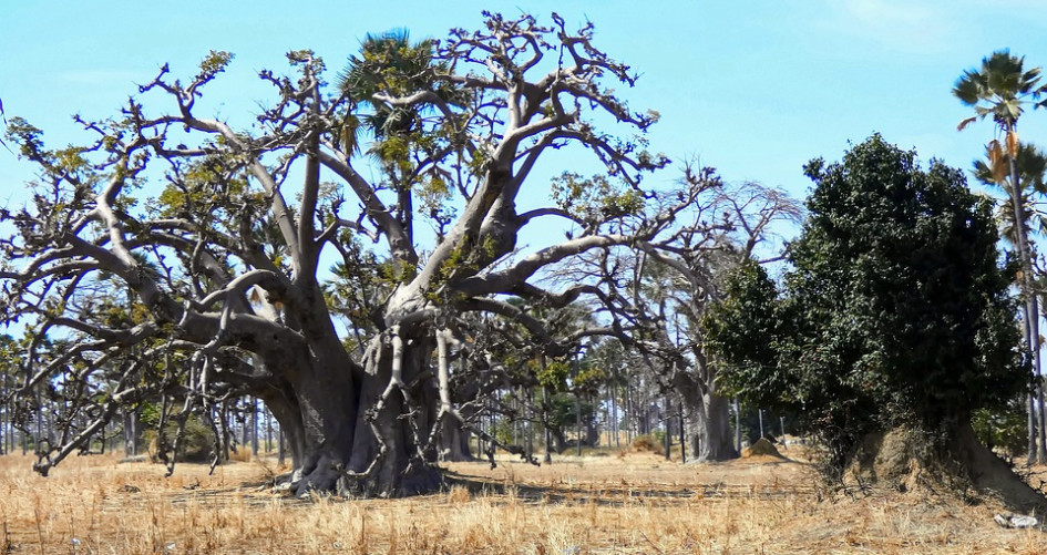 Dry forest baobab