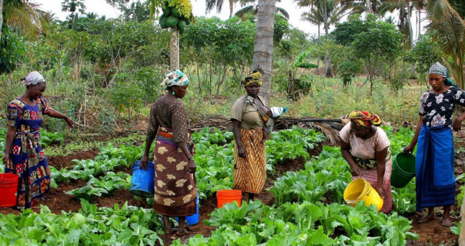 Tanzania agriculture