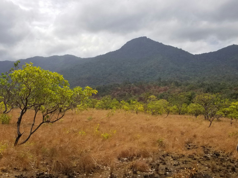 Guyana landscape