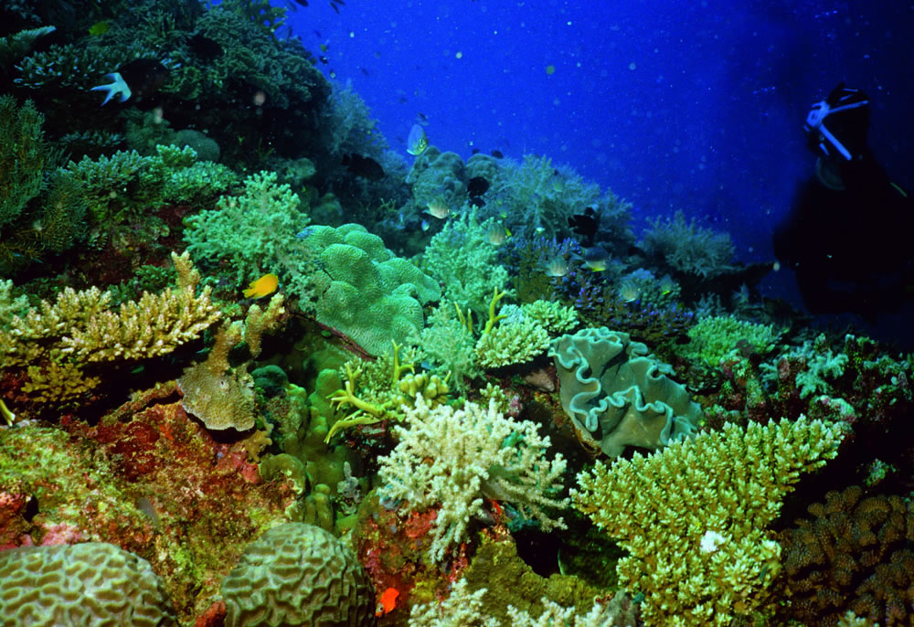 Коралловый риф 4. Барьерный риф в Австралии. Большой Барьерный риф биоценоз. Биогеоценоз большой Барьерный риф. Большой Барьерный риф в коралловом море.