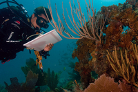 Diver documenting state of coral reef underwater