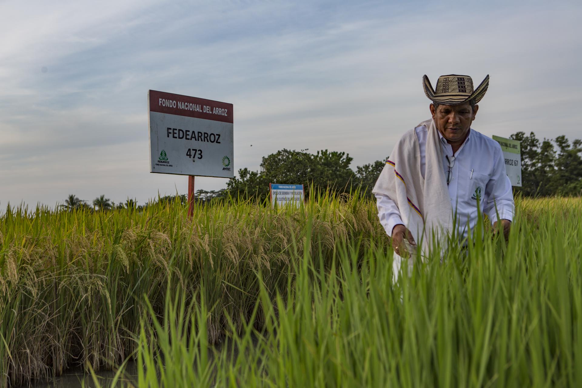 Picture of a worker in a field, part of the GCA award winning climate smart agriculture project based in Colombia