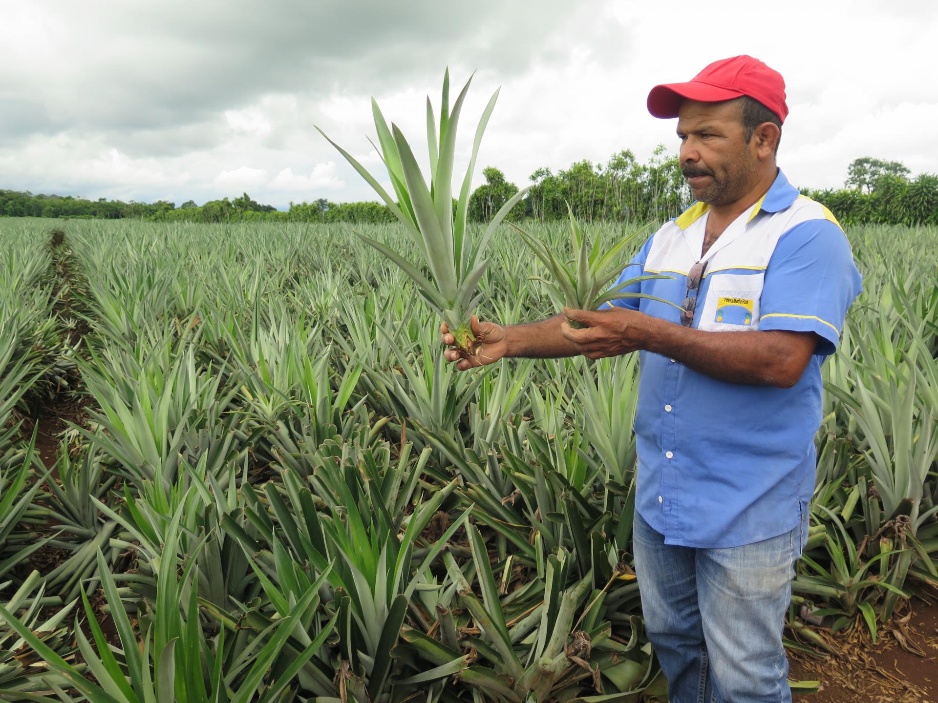 Pineapple Producers Costa Rica