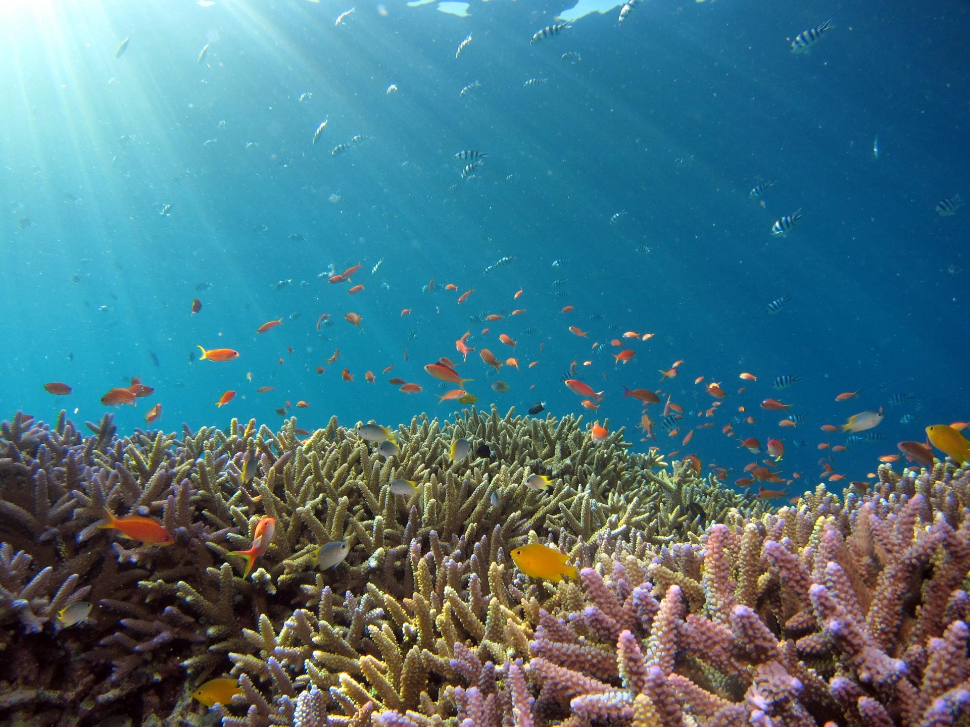 Climate action for schools of fish feeding from coral reefs