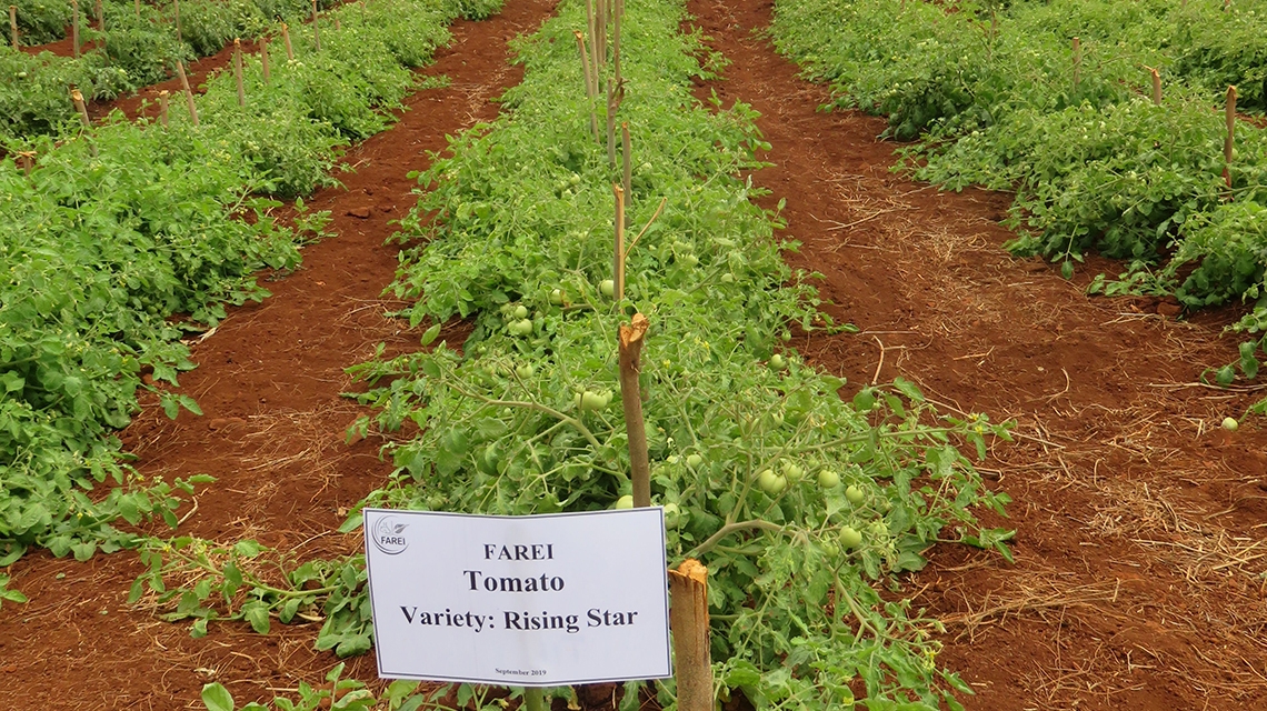 Heat Tolerant Tomato Varieties (Mauritius) - Climate Action Blog