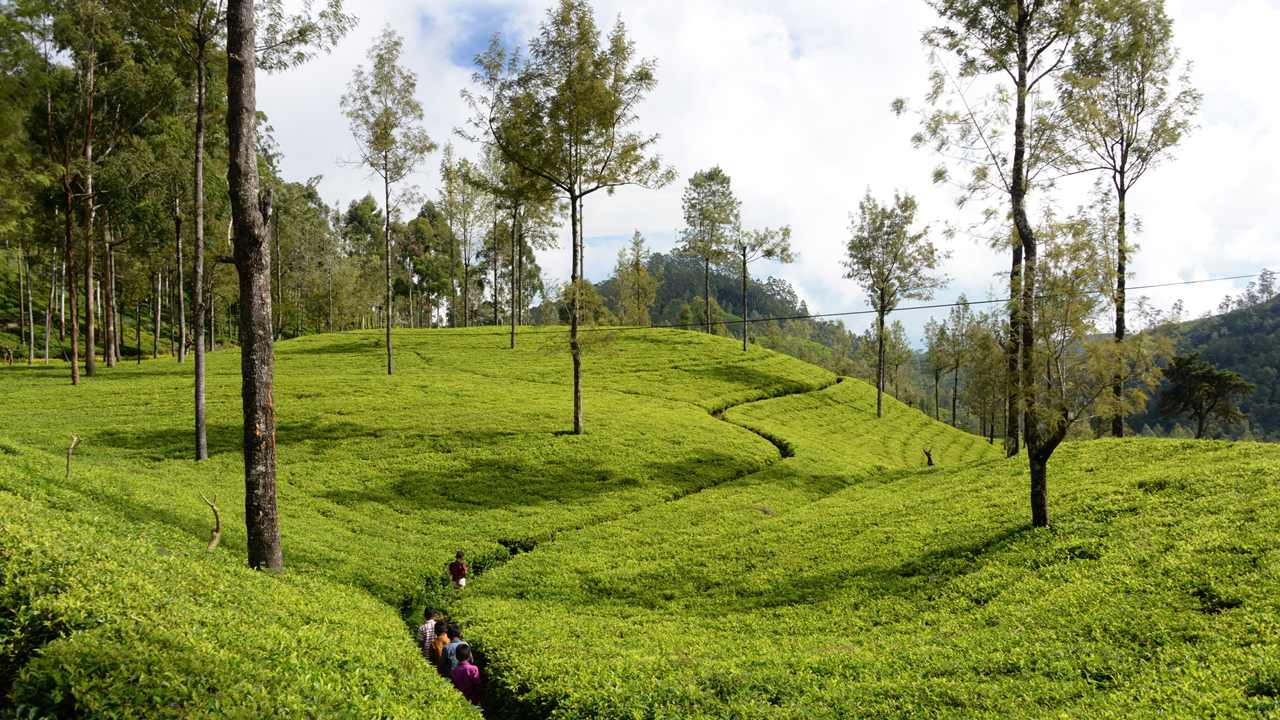 Blog: IEA - Boosting Tea Plant Diversity (Sri Lanka)