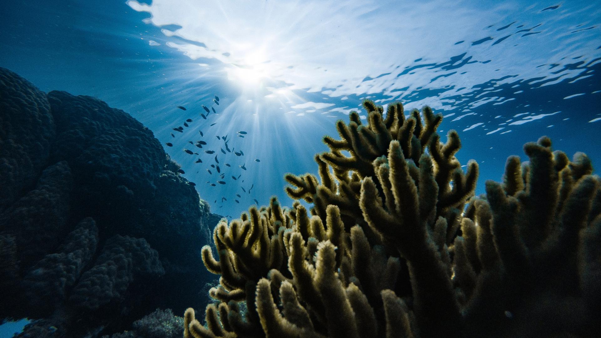 underwater view