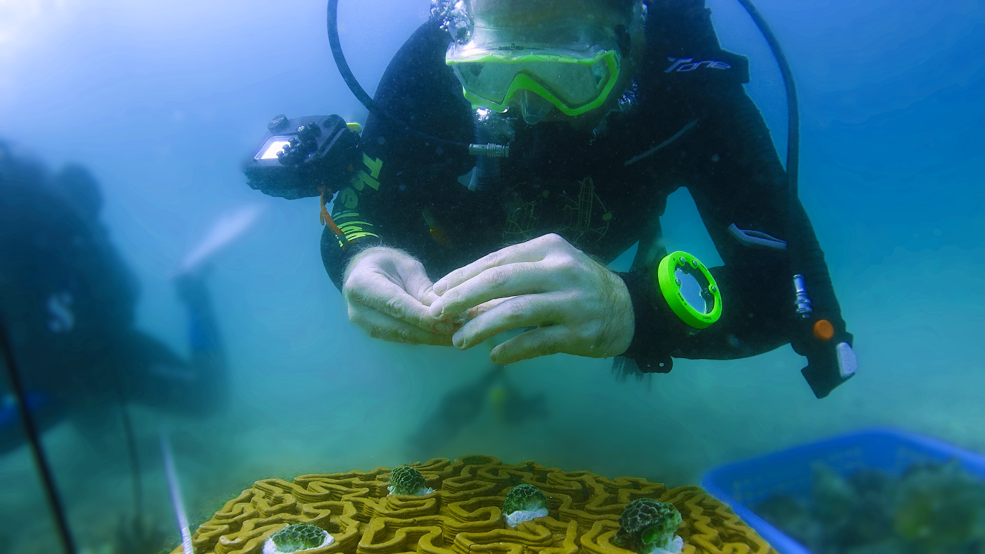A diver putting coral on the Archireef bases