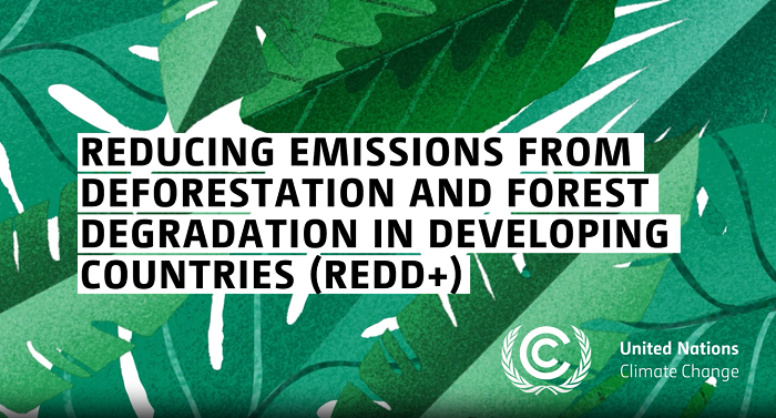 REDD+ video
