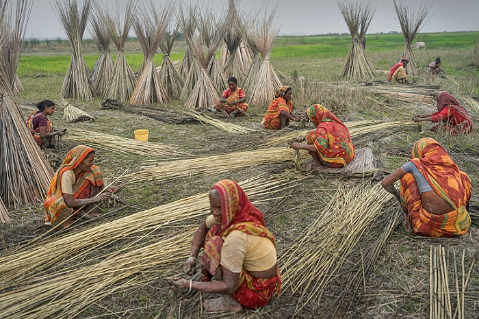 Women working on crops in India.