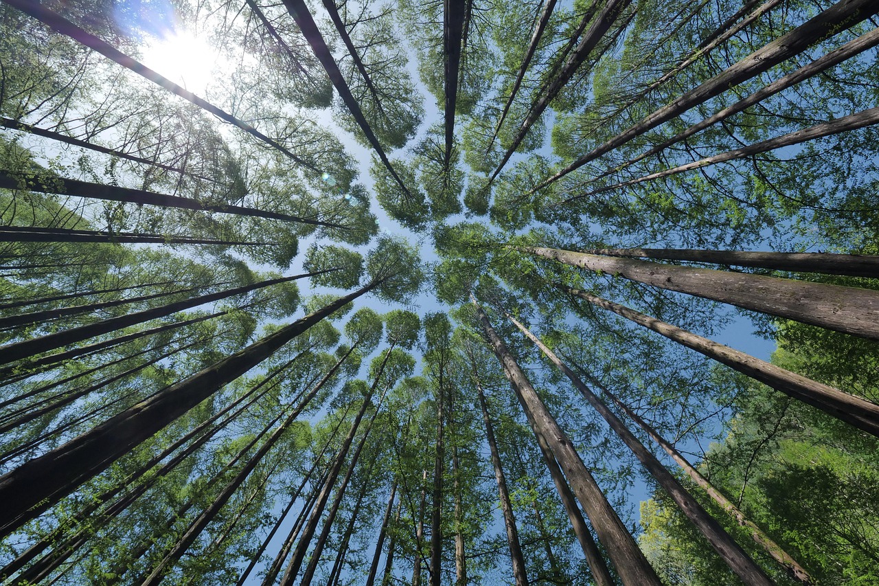 Trees, Canopy, Crown shyness