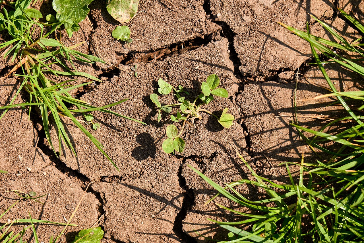 RCC WAC Africa will host a webinar on COP29 Outcome on Adaptation