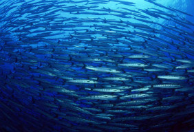 Oxygen concentrations in ocean water decline