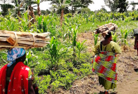 Reforestation projet Uganda