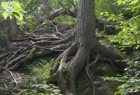 Forrest