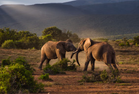 Elephants in South Africa