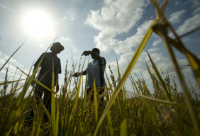 Two men standing in a field, a rice crop ready for harvest.