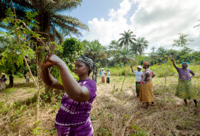 Rural women in the Katfoura village on the Tristao Islands in Guinea are taught how to plant a vitamin-rich tree called Moringa and how to clean, dry and sell its leaves.