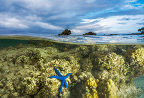 A blue sea star (Linckia laevigata) photographed on a largely dead reef on the Coral Coast on Fiji's largest island, Viti Levu.