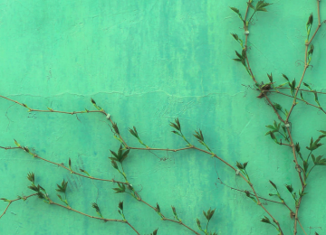 vines