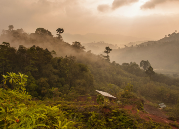 Tropical forest in the mist