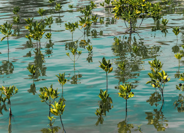 mangrove seedlings
