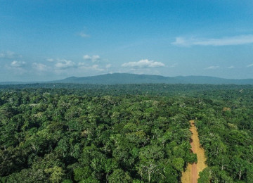 Forests in Gabon.