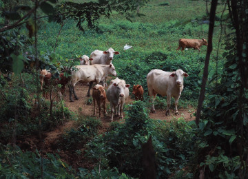 Livestock grazing