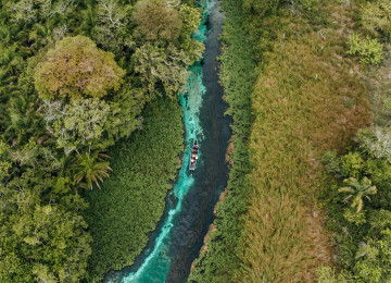 River Flowing in Tropical Forest