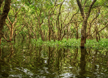 Mangrove Cambodia Kampong 