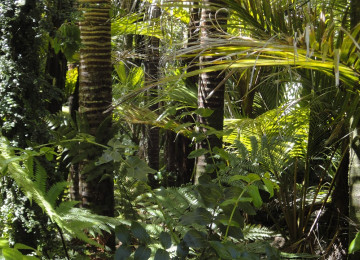 Rainforest in Brazil