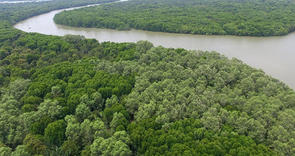 Last year, forests equal to the size of New Zealand disappeared.