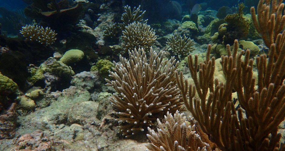 More Corals = More Fish | Belize