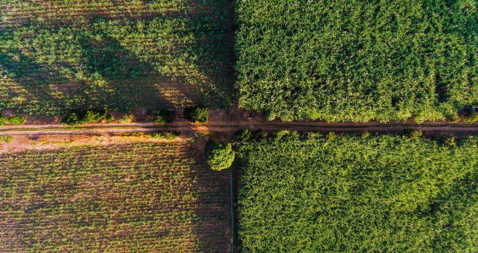 Aerial view agriculture