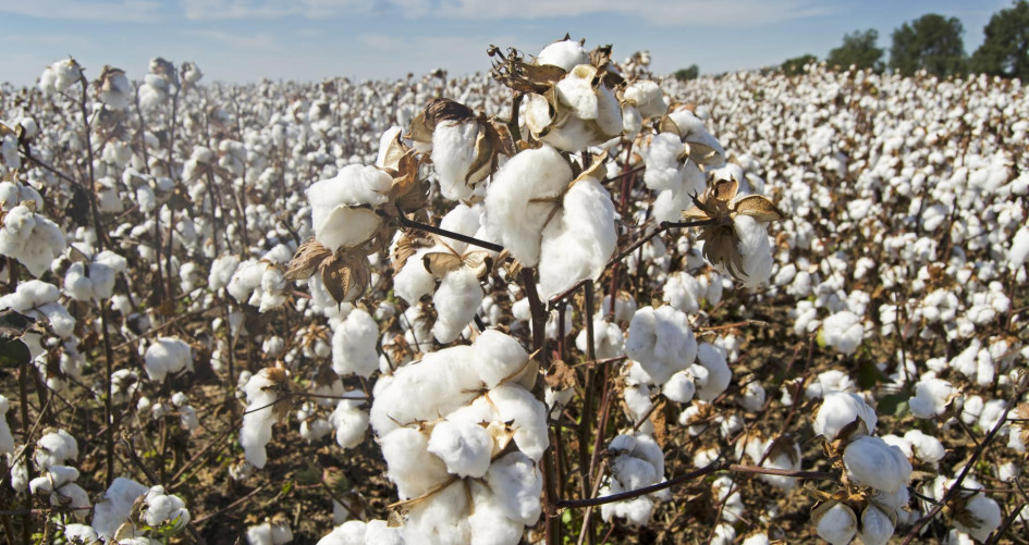 Image of a Cotton Field
