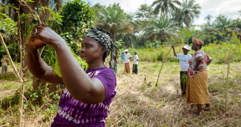 Women sustainable farmers in Guinea