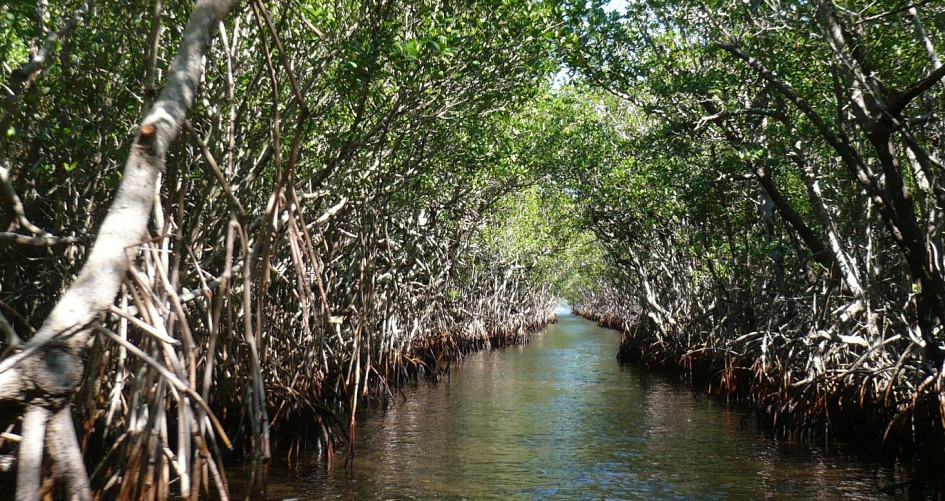 Mangroves banner image
