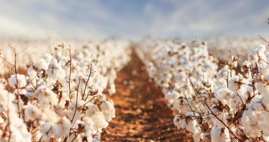 Cotton fields in west Texas