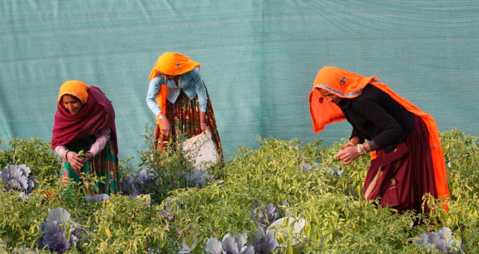 Horticulture in Rajasthan