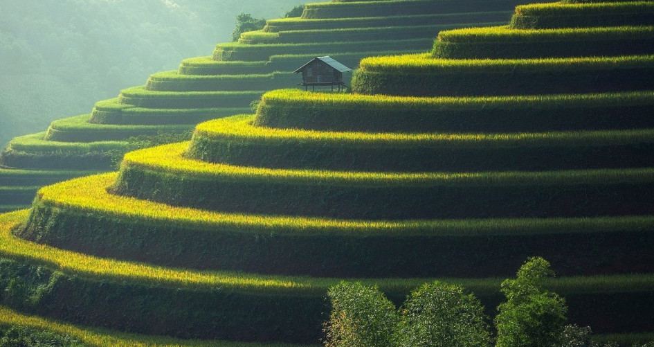Rice plantation Thailand