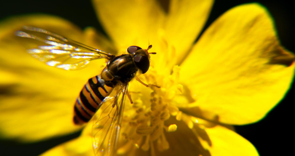 Image of a bee and a flower - biodiversity