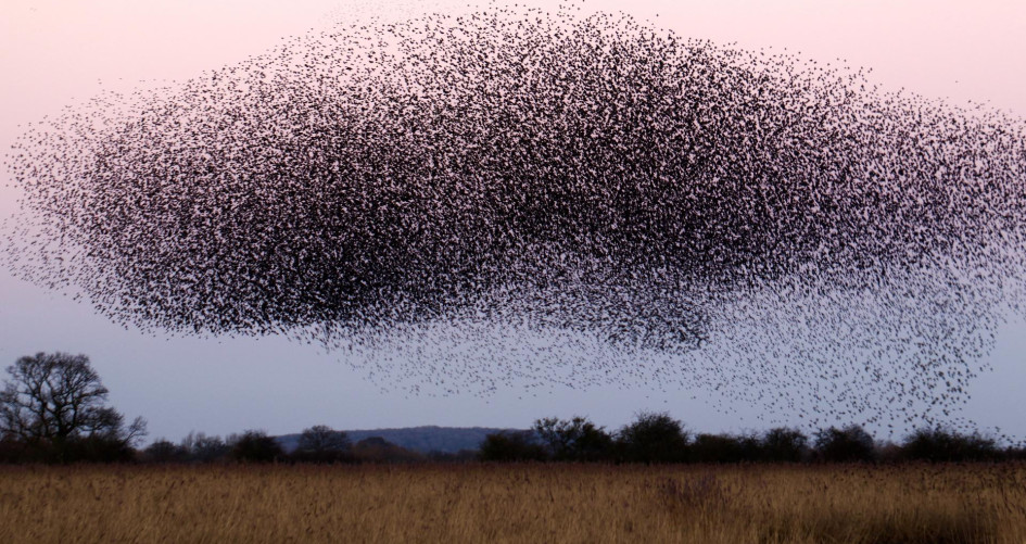 Cloud of birds migrating - World Migratory Day, climate action Blog UNFCCC