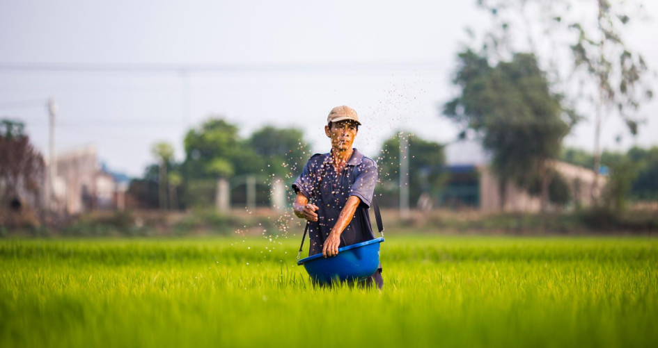 A man plants a field