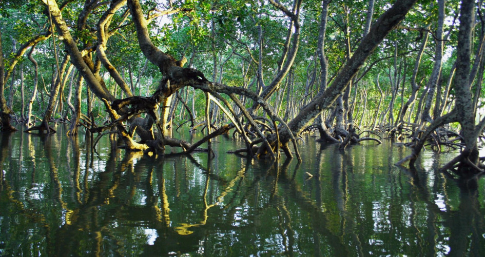 image of mangrove forest