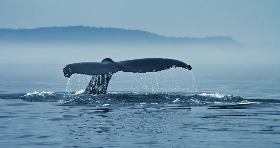 A whale breeching the water