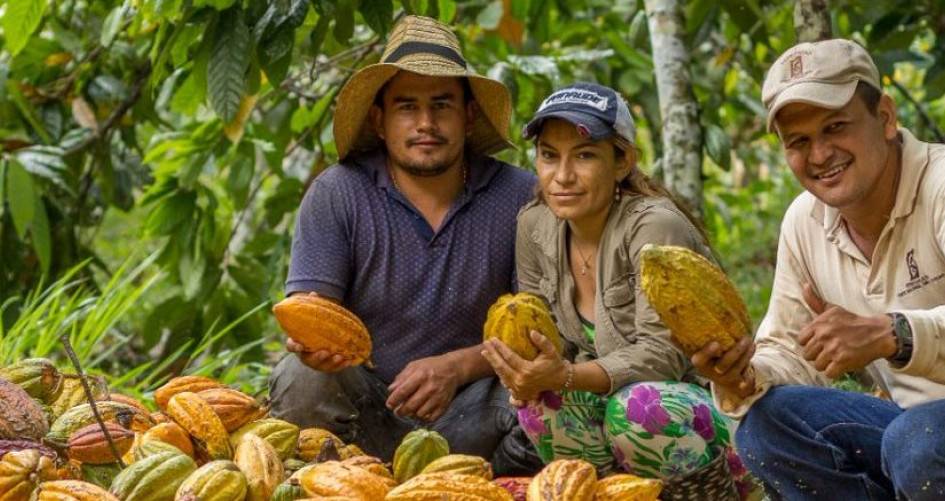 Cocoa plantation Colombia