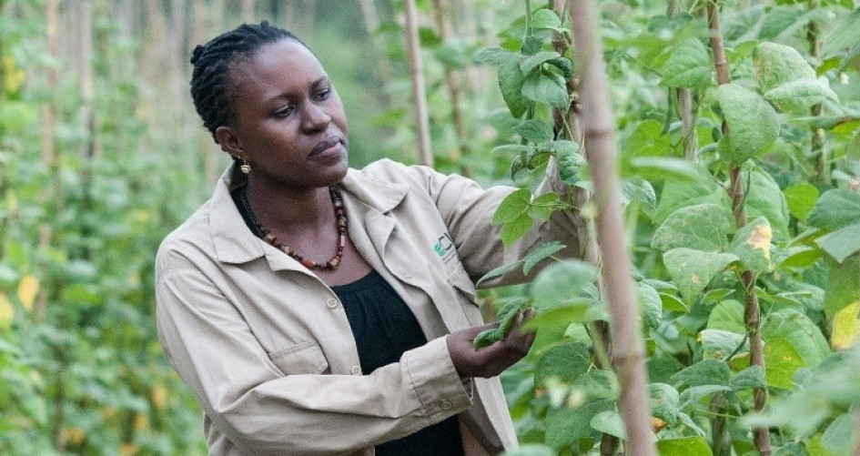 African woman tending saplings