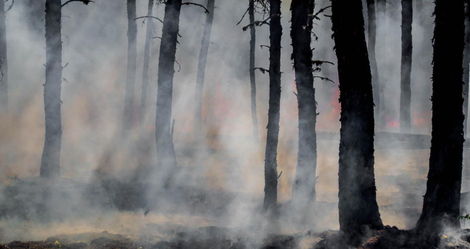 Forest wildfire
