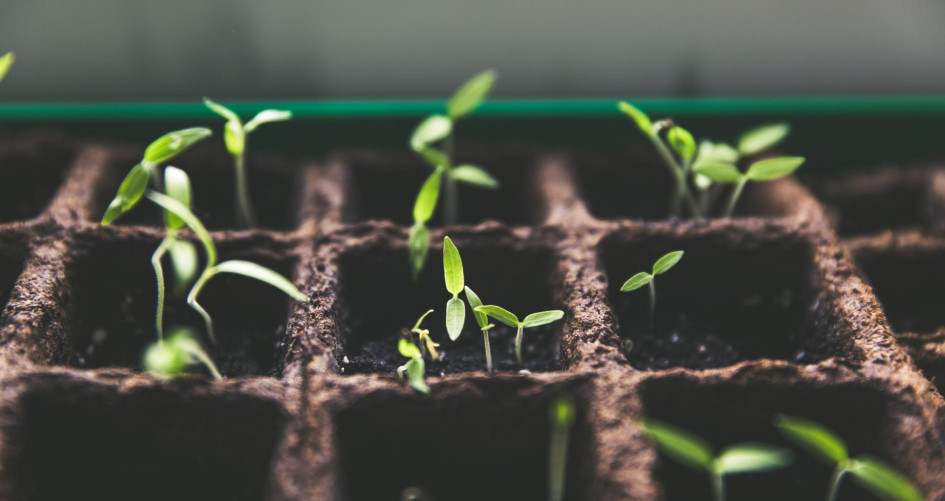 green shoots